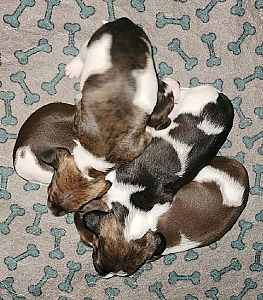 PUREBRED DACHSHUND PUPPIES