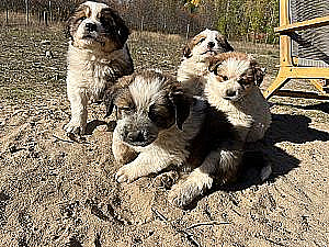 BORDER COLLIE/ GREAT PYRENEES PUPPIES 