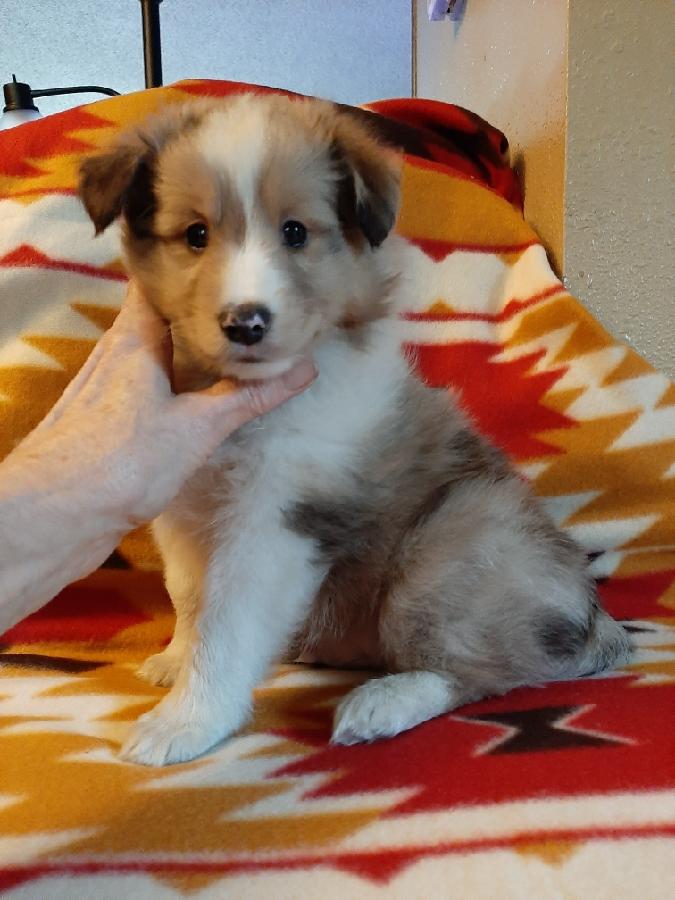 GORGEOUS AKC SHELTIE PUPPIES