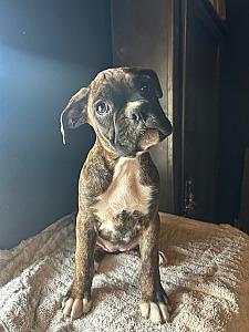 AKC BOXER PUPPIES 