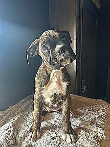 AKC BOXER PUPPIES 