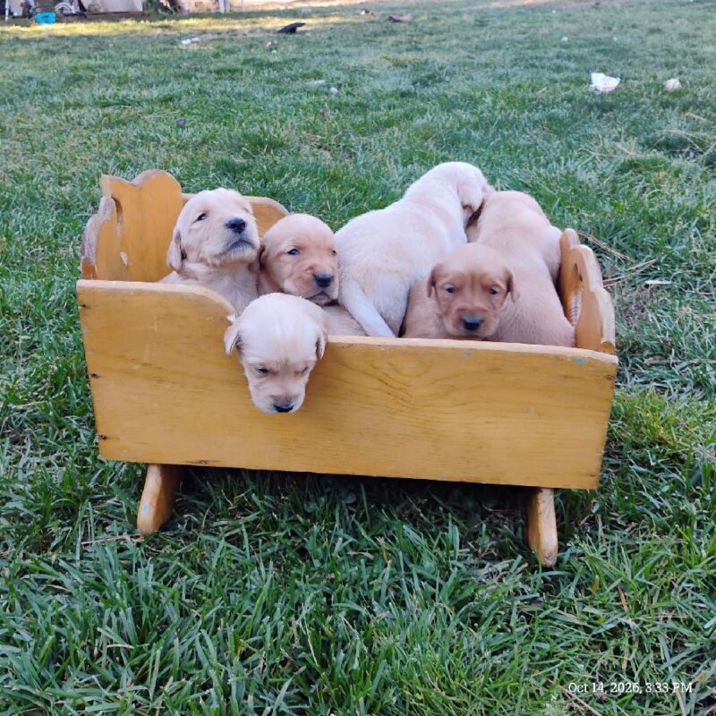 3/4 GOLDEN RETRIEVER & 1/4 GOLDEN LAB PUPPIES