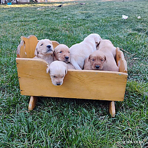 3/4 GOLDEN RETRIEVER & 1/4 GOLDEN LAB PUPPIES