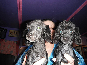STILL HAVE TWO ADORABLE TERRI POO PUPPIES