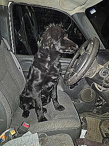 FOUR MONTH BLACK FEMALE PUPPY 