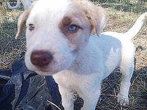 PYRENEES/ ST BERNARD/ ANATOLIAN MIX PUPPIES