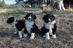 SMOOTH COAT BORDER COLLIE/ LABRADOODLE PUPPIES