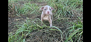 OLDE BOSTON BULLDOG PUPPIES