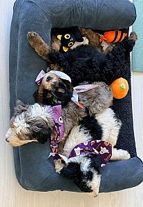 F1B BERNEDOODLES 