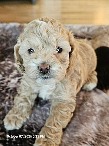 MINI COCKAPOO PUPPIES