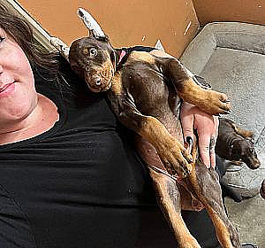 AKC DOBERMAN PINSCHER PUPPIES 