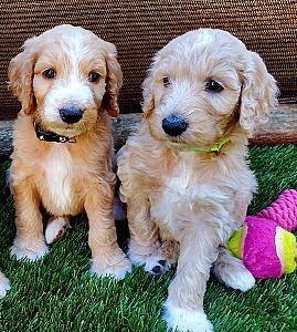 PRECIOUS GOLDENDOODLES