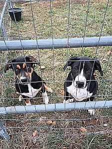 BORDER COLLIE CATAHOULA CROSS PUPPIES