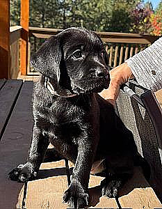 AKC BLACK FEMALE LAB PUPPIES