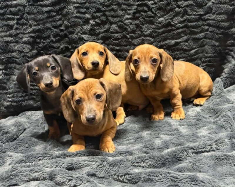 MINI DACHSHUND PUPPIES
