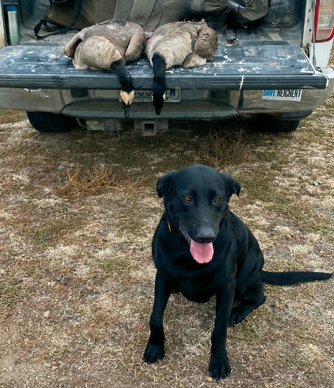 Good Boy Huckleberry with some geese!