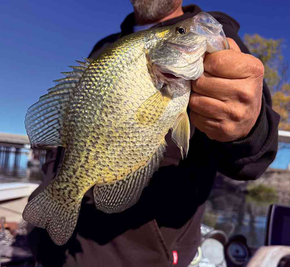 A hefty crappie caught near the I-90 Bridge on Moses Lake during a sunny fall afternoon.