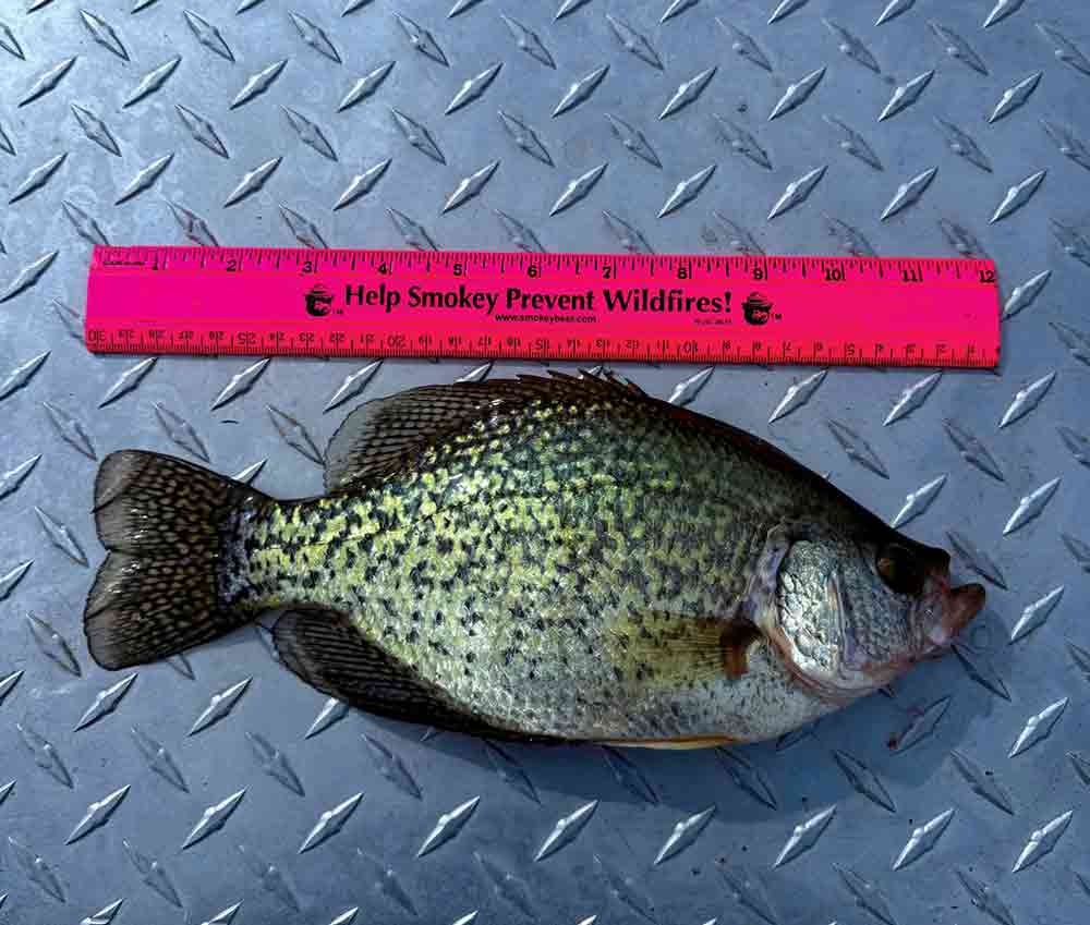 Crappie caught at Potholes Reservoir near the State Park launch