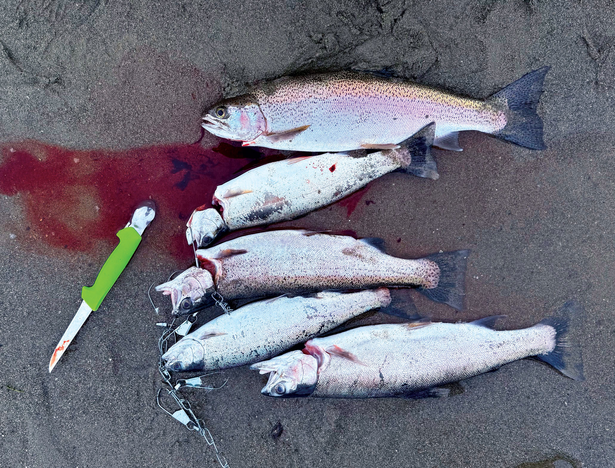 The Fishing Magician: February 12, 2026